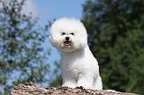 BICHON FRISE 404